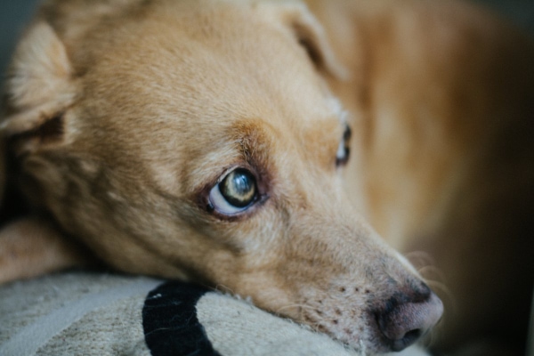 A brown dog lying on couch and looking lethargic, which is a sign of anemia