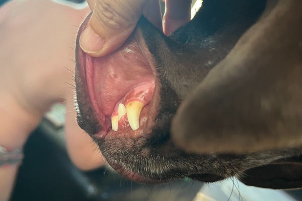 Dog with bright pink gums that does not have anemia