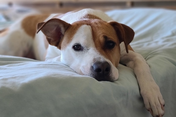 A dog looking lying in a bed and looking lethargic, tired (which is a symptom of anemia in dogs)