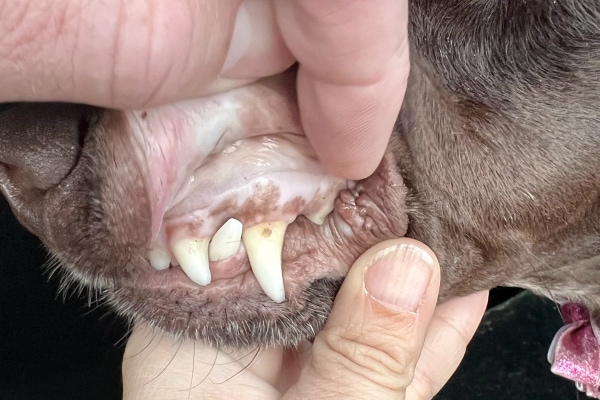 Close-up of dog's upper lip and very pale pink gums, which is a sign of anemia in dogs
