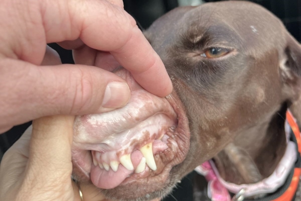 Owner lifting up the gums of a dog to show anemic dog gums. The dog's gums are pale.