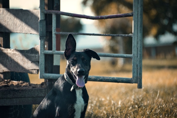 Dog on a farm with one ear up
