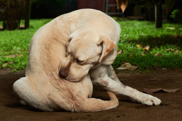 Adult dog scratching from fleas, a parasite that with moderate to severe infestation may cause anemia in dogs