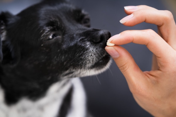 Owner giving a dog a pill
