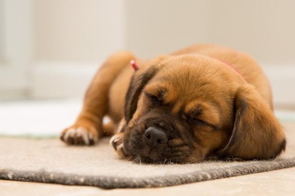 Young puppy, who may be susceptible to anemia caused by worms,  sleeping on mat.