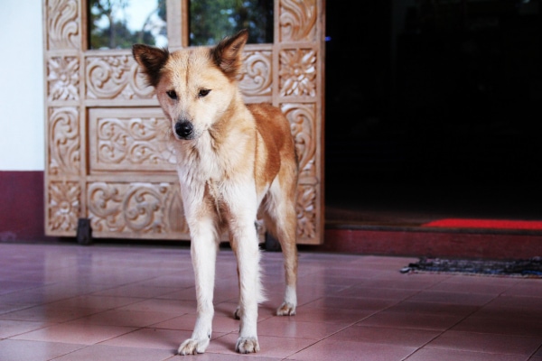 Thin dog with kidney disease and secondary anemia