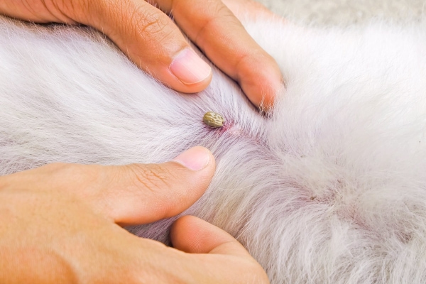 Owner pulling back her dog's white fur to  finding a tick on her dog.