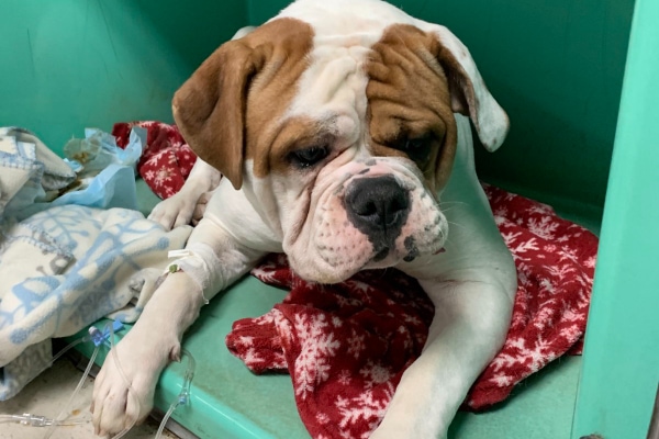 Large Mastiff mixed breed dog in a veterinary kennel recovering from anesthesia and surgery