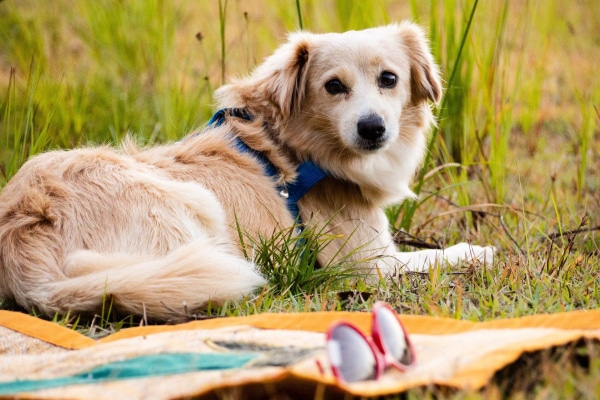 Senior Spaniel mix laying in the grass, photo