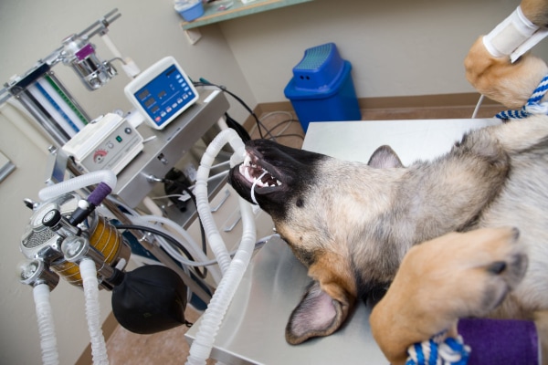 German Shepherd intubated and being monitored under anesthesia, photo