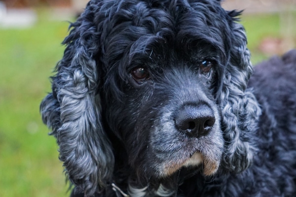 Senior dog outside in the grass