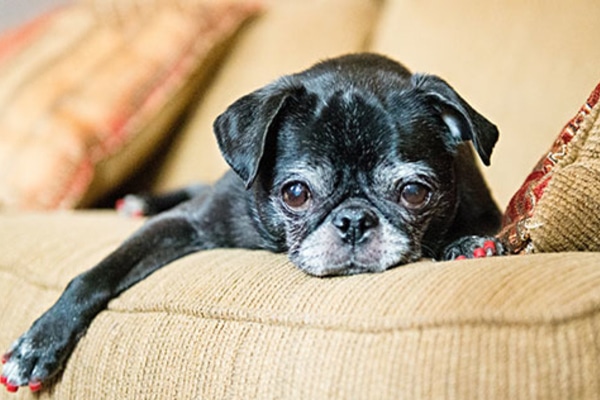 Senior black pug laying on a yellow couch