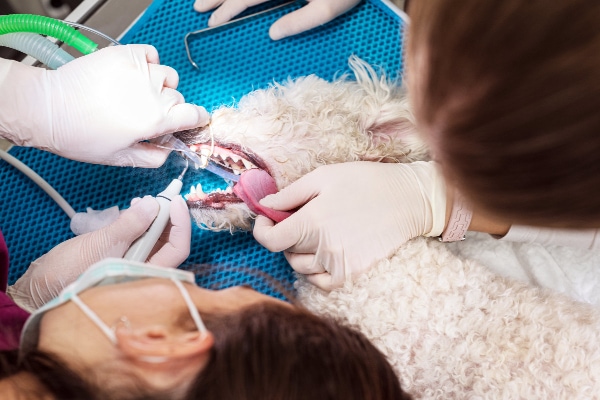 Poodle dog under anesthesia, having its teeth cleaned