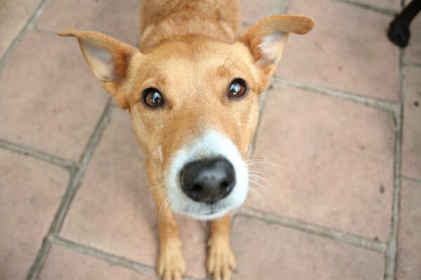 Young dog looking up at camera, waiting for treat, photo