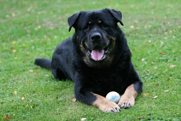 Rottweiler in grass playing with a Lacrosse ball, photo