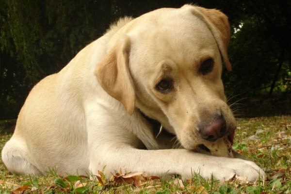 Yellow lab chewing on treat, photo