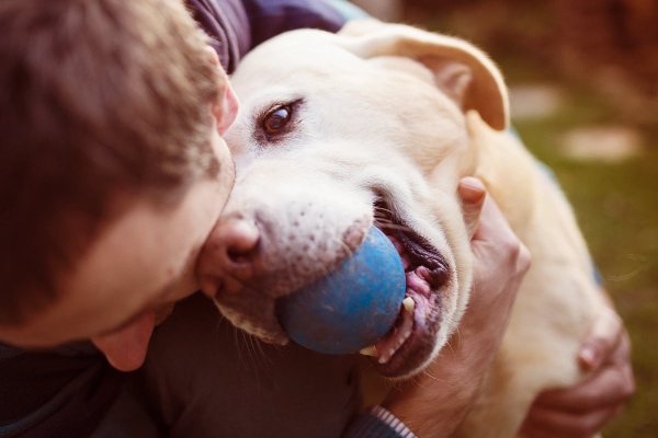 Yellow lab with owner playing with a soft ball, photo