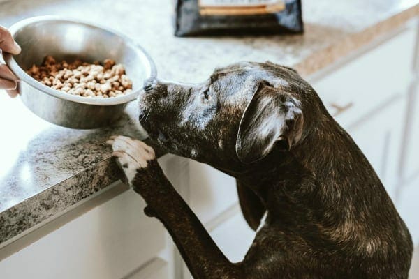 dog food in a bowl being fed to a senior dog