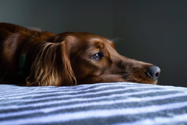 Golden retriever with anxiety laying on a bed