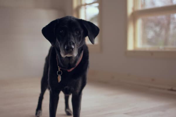 Senior black lab dog with anxiety in an empty room