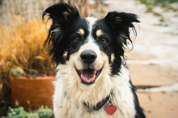 Senior border collie looking happy after starting anxiety therapy.