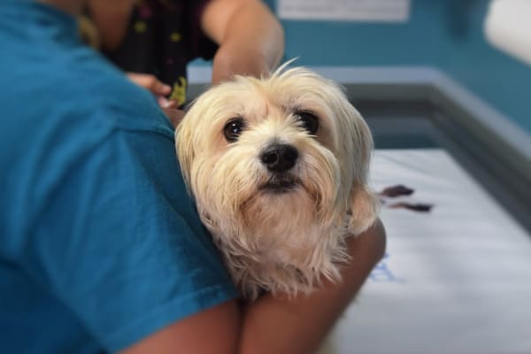 Small dog with anxiety on vet exam table