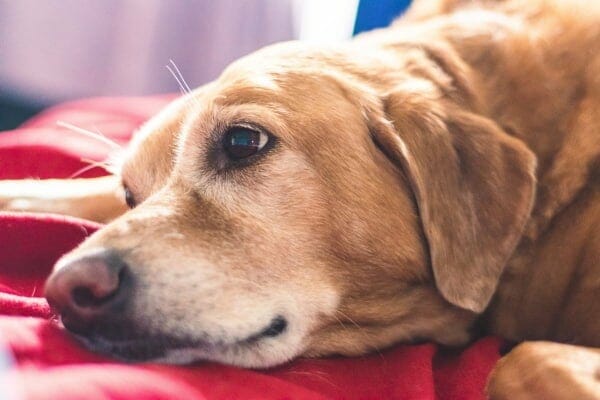 Yellow Lab with anxiety laying on a blanket