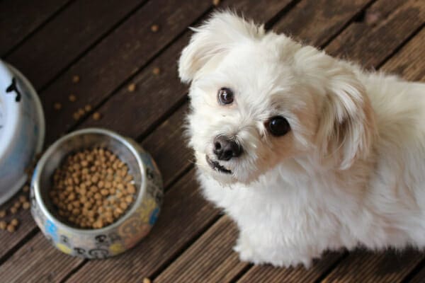 Small white dog, looking up and away from his food dish