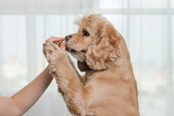 A dog owner encouraging a Cocker Spaniel dog to dog to eat by hand-feeding a dog treat 