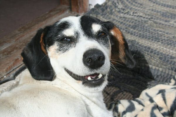 Senior hound dog, laying on the rug and looking up with a dog smile