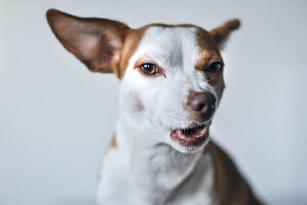 Chihuahua turning his nose up at something that doesn't smell good