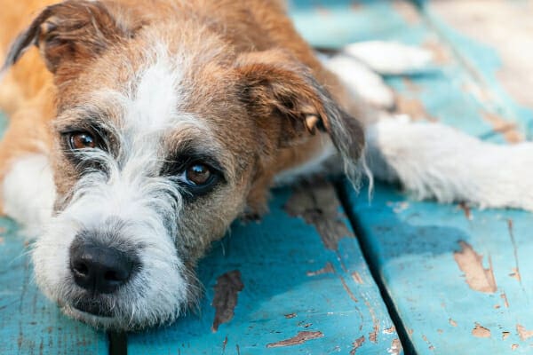 Terrier laying on the deck, not feeling well