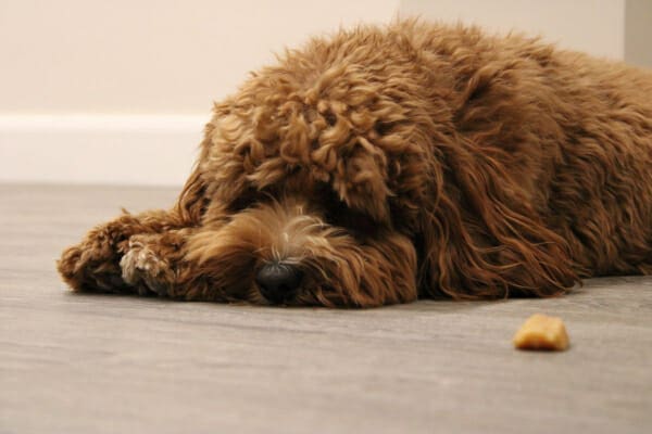 Doodle mixed breed dog who won't eat lying next to a teat as if refusing to eat it