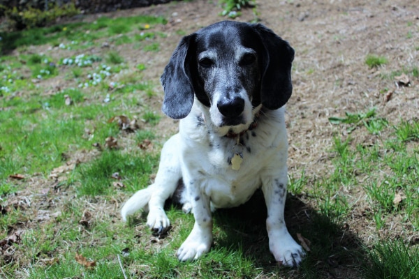Senior Beagle with arthritis outside in the grassy yard