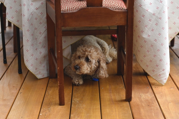 Poodle with arthritis hiding under the table.