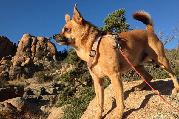 Chihuahua out on a hike in the desert, photo