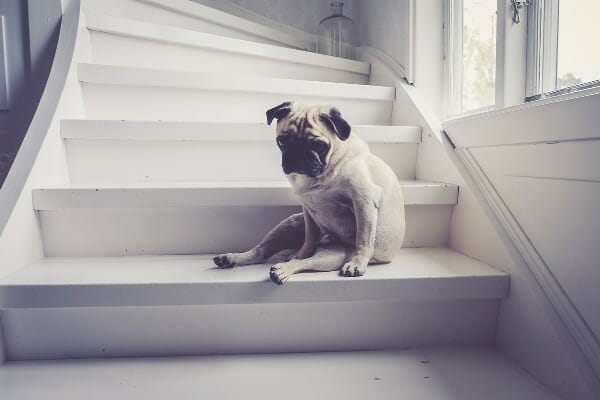 Sad old dog with arthritis sitting on stairs reluctant to go up and down stairs, which is a sign of arthritis in dogs