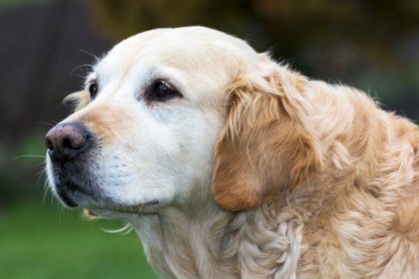 senior Golden Retriever dog's face