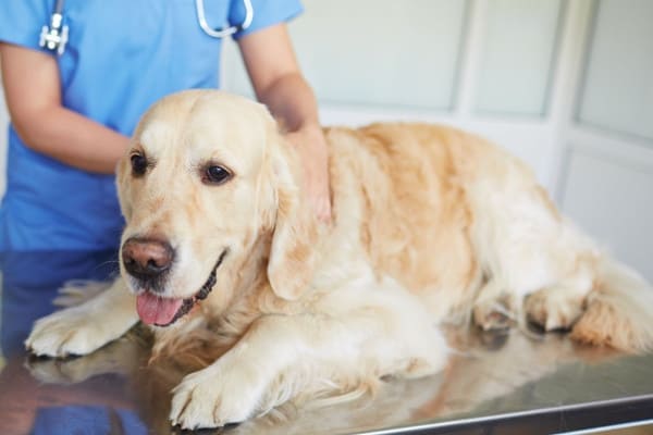 An old dog on an exam table as a veterinarian checks for signs of arthritis in dogs 