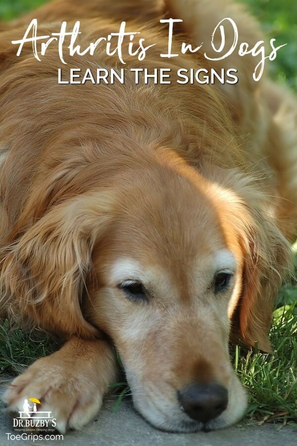 Old Golden Retriever dog lying down and the title "Learn the Signs Arthritis in Dogs: is above the photo  