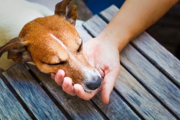 Terrier with arthritis leaning his head in his owner's hands