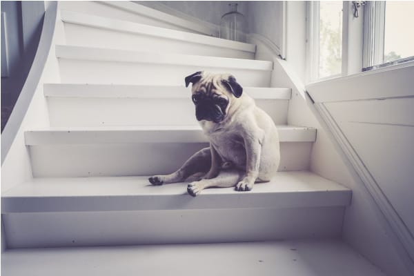 arthritis in dogs example of pug sitting on stairs as a home modification example photo