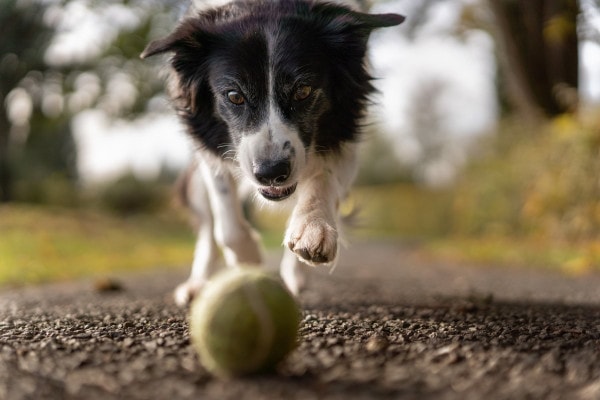 Border Collie running down a path to grab a tennis ball, photo