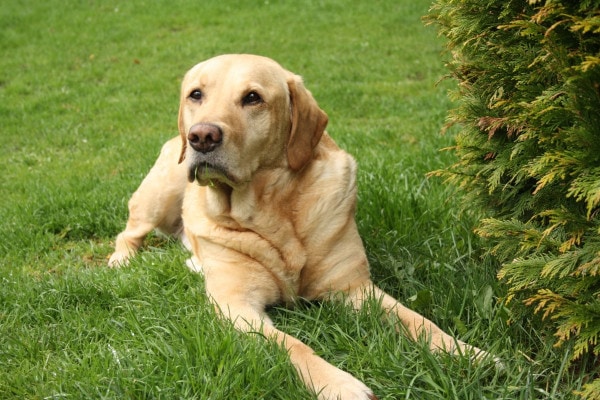 Yellow Lab laying down in the grass, photo