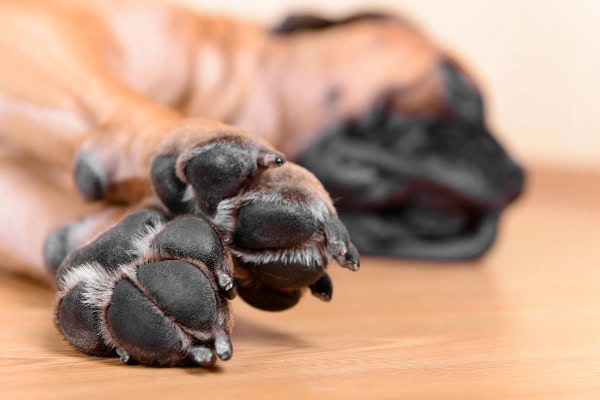 Close up of a dog's paws while he is asleep
