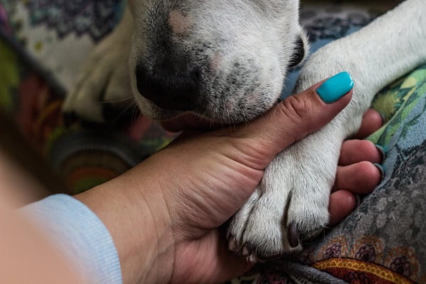 Dog licking his paw because it is asleep
