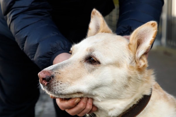 Dog with autoimmune disease causing a pink nose
