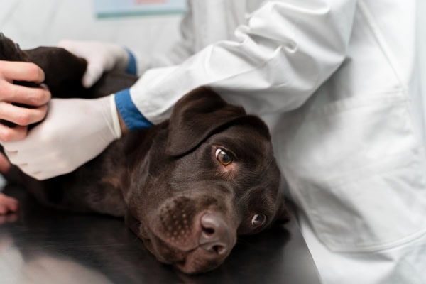 Lab laying on a table being prepped for a biopsy