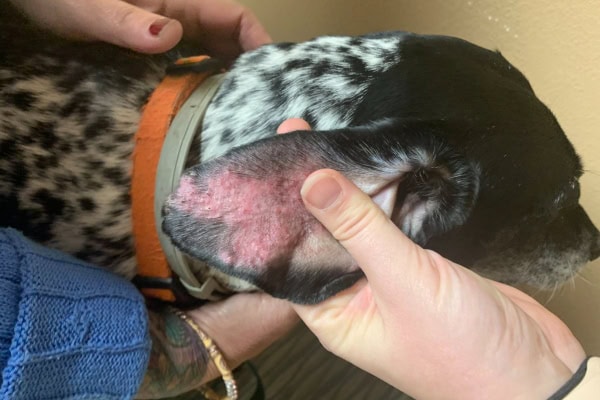 Dog with redness and scaling of the ears due to autoimmune disease