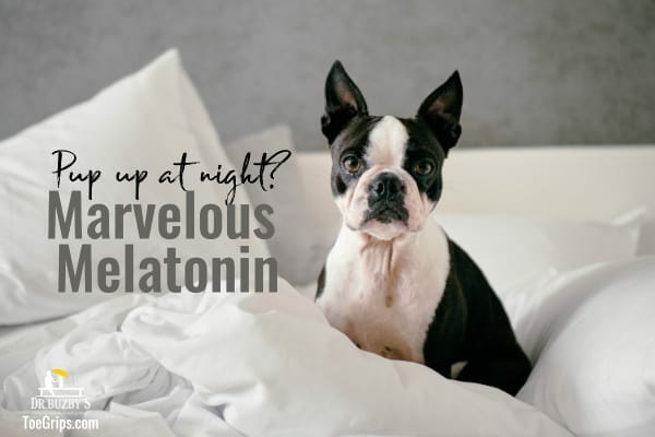 photo dog sitting on bed and title marvelous melatonin for dogs